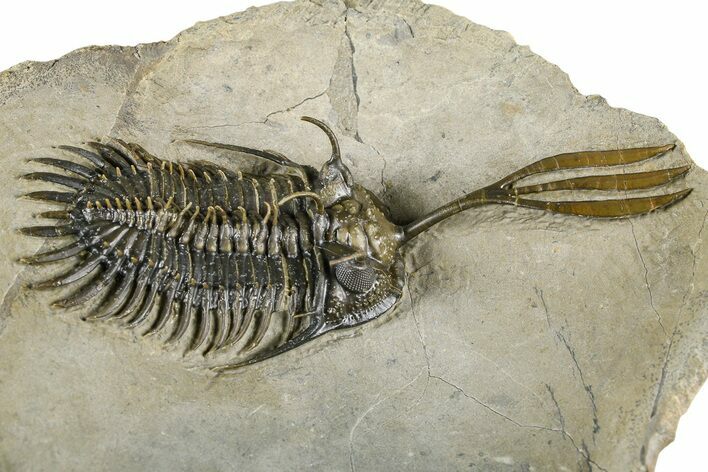 Spiny Trident Walliserops Trilobite - Foum Zguid, Morocco #381462